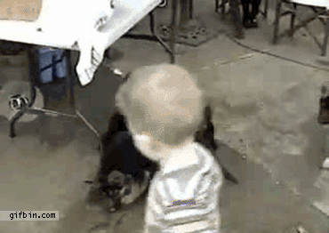 An unsuspecting toddler interrupts a large group of dogs who then give ...
