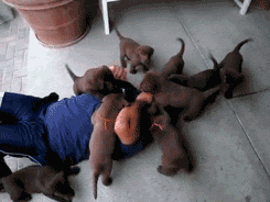 funny-pack-of-dogs-destroying-a-man.gif