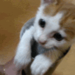 Some Awesome Cat Gifs