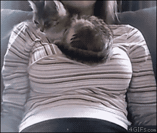 cat-everybody-needs-a-bussom-for-a-pillow.gif