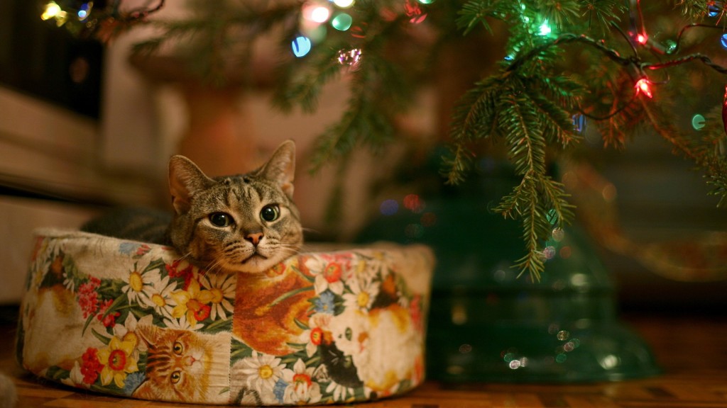 Cat under a Christmas tree