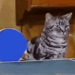 Some More Cat Gifs