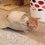 The Cutest Animal Gifs