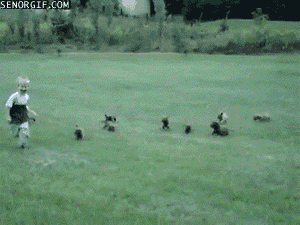 [Image: funny-pack-of-dogs-chasing-boy.gif]