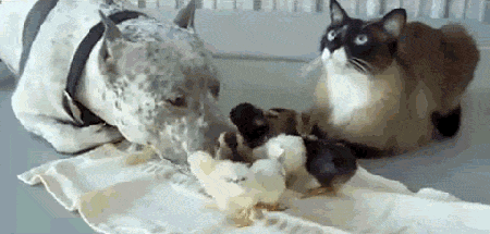 Awwww, a dog with a pile of chicks