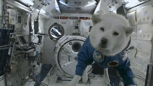 Dogs in space!  Cool!