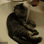 Great Cat Gifs