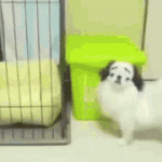 The Best Dog Gifs