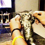 Kitten Gifs Which Are Too Cute