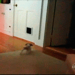 Great Cat Gifs